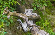 imagebam.com