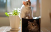 imagebam.com
