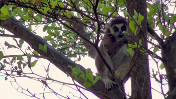 uump4.cc_马达加斯加[纪录片] Madagascar.2013.BluRay.1080p.DTS.x264-CHD 4.25G